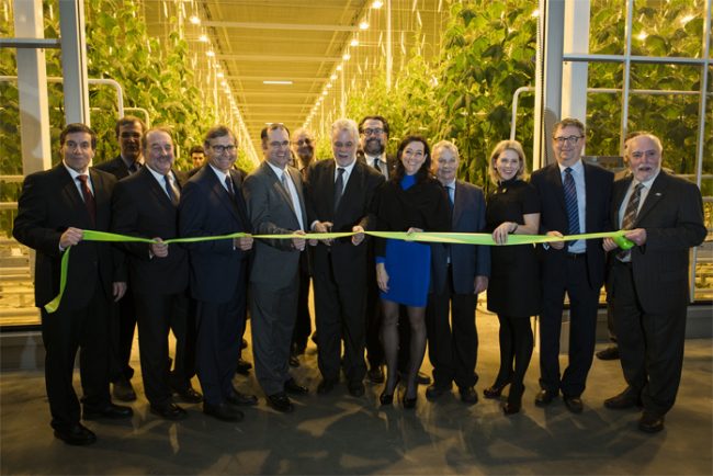 Sprawling $38M cucumber greenhouse opens in Saint-Felicien, Que. - CanadianManufacturing.com