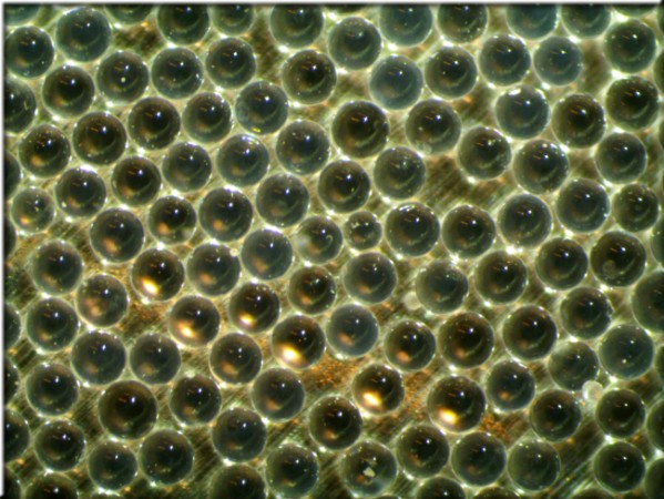 Imbiber Beads Close Up. PHOTO Imbibitive Technologies.
