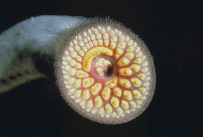 Today sea lampreys are  found in all of the Great Lakes