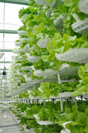Similar vertical farming techniques in use by Vancouver-based VeriCrop. PHOTO: Valcenteu, via Wikimedia Commons