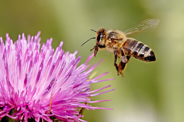 Honeybees are responsible for 80 per cent of the pollination in crops that feed one-third of the world's population. PHOTO: 	Fir0002, via Wikimedia Commons
