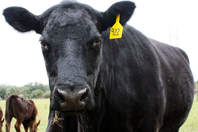 A Black Angus used in beef production. PHOTO: Jennifer Campbell, via Wikimedia Commons