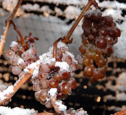 Icewine grapes in Ontario's Niagara region. Canada is one of the few countries in the world with a wine-growing region that experiences temperatures cold enough to produce the sweet drink. PHOTO: Dominic Rivard, via Wikimedia Commons