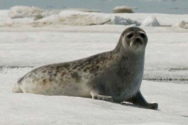 Inhabiting arctic regions in Canada and beyond, ringed seals are hunted both for subsistence and for the skins. PHOTO: NOAA Seal Survey