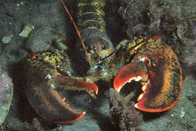 An American Lobster, common across the Atlantic coast of the U.S. and Canada. PHOTO: Derek Keats, via Wikimedia Commons