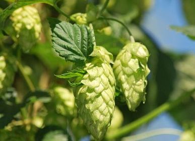 German purity laws say brewers can make beer using just hops, malt, yeast and water. PHOTO: Liana Salanta, via Wikimedia Commons 
