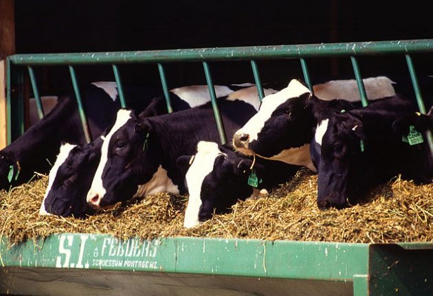Canadian government has committed to compensating dairy farming for impending losses under CETA