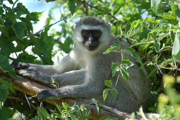 A monkey similar to the vervet pictured above reportedly caused a nationwide blackout in Kenya. PHOTO: Joachim Huber (CC BY-SA 2.0)