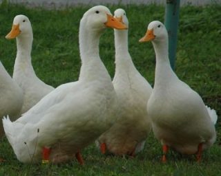 Pekin ducks are one of the world's most popular breeds of domestic duck. PHOTO: Martin Backert, via Wikimedia Commons